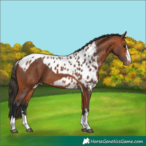 Horse Color:Bay Skewed Appaloosa 