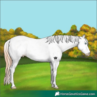 Horse Color:Sable Champagne Pearl Sabino