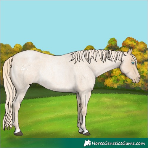 Horse Color:Palomino Roan Snowdrop 