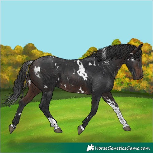 Horse Color:White Spotted Brown Tobiano 