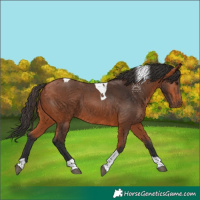 Horse Color:Bay Tobiano 