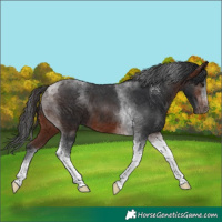 Horse Color:Brown Tobiano