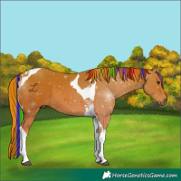 Horse Color:Painted Chestnut Tobiano 