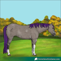 Horse Color:Painted Grullo Sabino Tobiano Rabicano