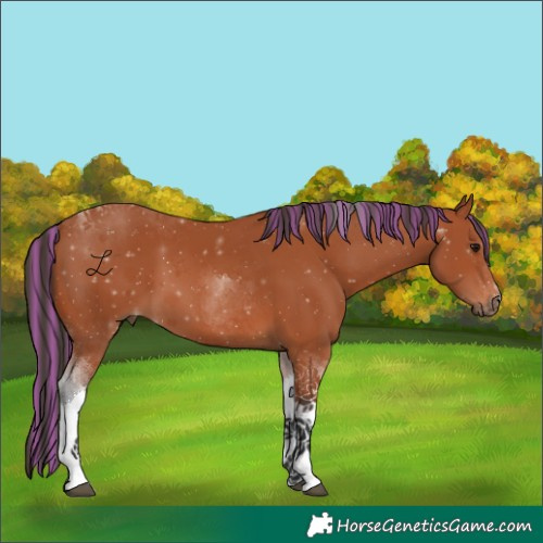 Horse Color:Painted Bay Tobiano