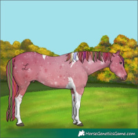 Horse Color:Painted Chestnut Tobiano