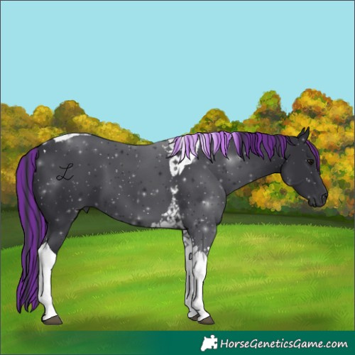 Horse Color:Painted Black Tobiano 
