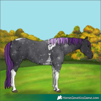 Horse Color:Painted Black Tobiano
