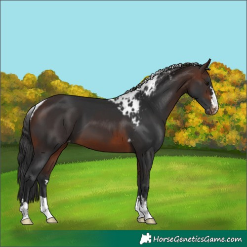 Horse Color:Brown Skewed LP Spotted 