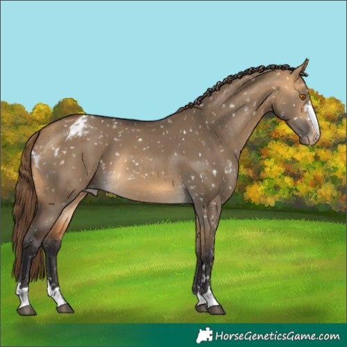 Horse Color:Buckskin Dun Skewed Appaloosa 
