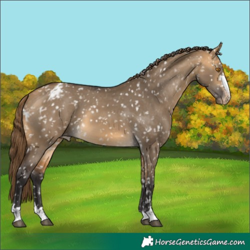 Horse Color:Buckskin Dun Skewed LP Spotted