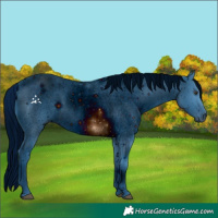 Horse Color:ERROR: UNKNOWN ANOMALY