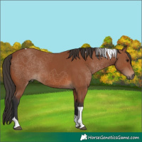 Horse Color:Bay Tobiano