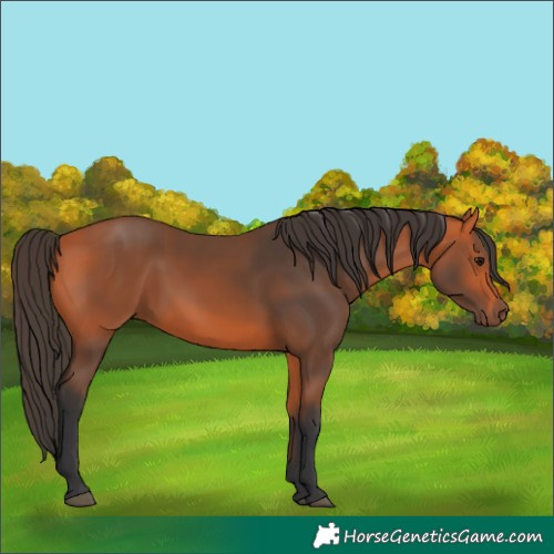 Horse Color:Bay 