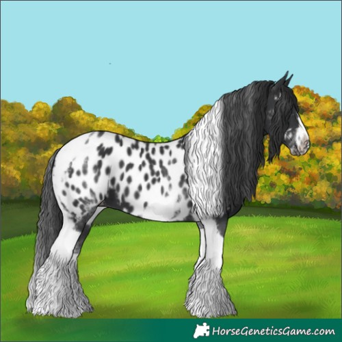Horse Color:White Spotted Black Splash Tobiano Frame Near Leopard 
