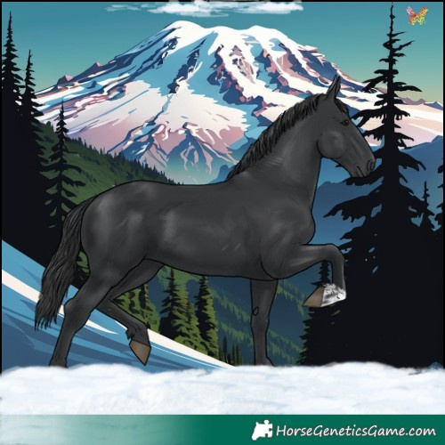 Horse Color:Black and Black