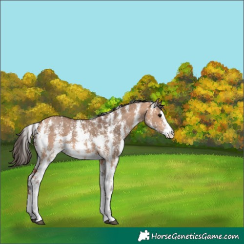 Horse Color:Bay Dun Sabino