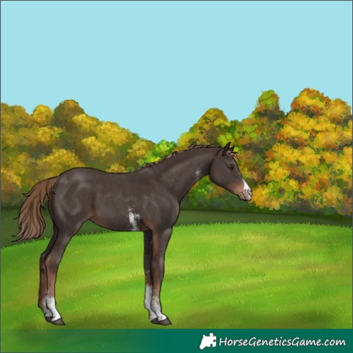 Horse Color:Liver Chestnut Sabino
