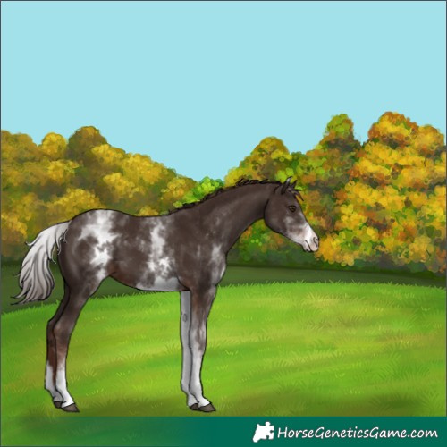 Horse Color:White Spotted Liver Chestnut