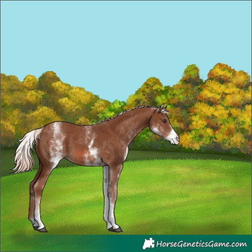 Horse Color:White Spotted Chestnut