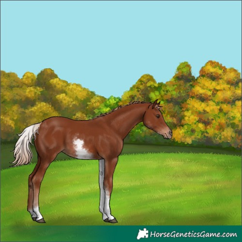 Horse Color:White Spotted Chestnut