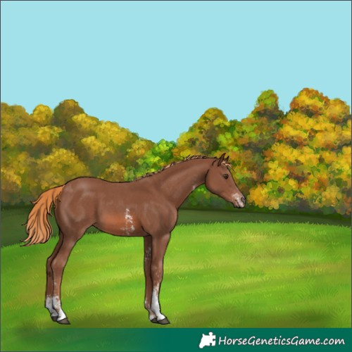 Horse Color:Chestnut Sabino 