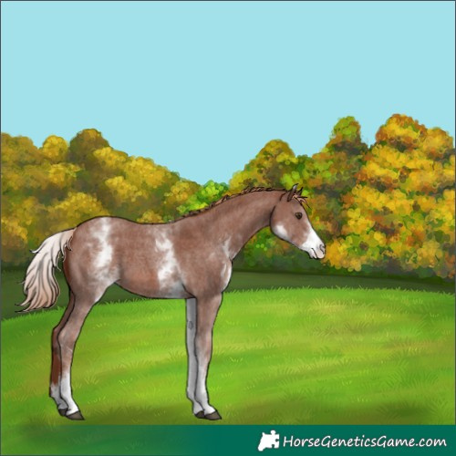 Horse Color:White Spotted Chestnut Sabino