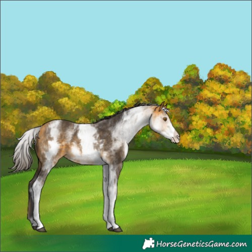 Horse Color:White Spotted Buckskin 