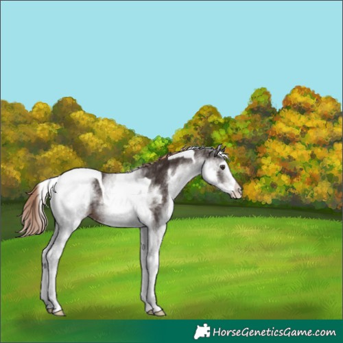 Horse Color:White Spotted Liver Chestnut Tobiano Rabicano