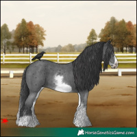 Horse Color:White Spotted Black Sabino Frame