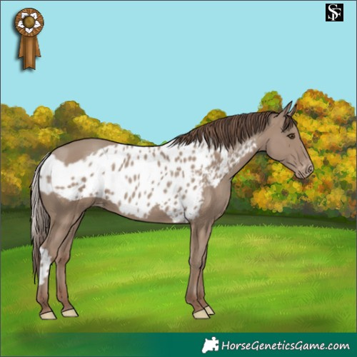 Horse Color:Classic Champagne Skewed Appaloosa 