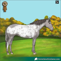Horse Color:Platinum Classic Champagne Skewed Appaloosa
