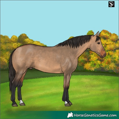 Horse Color:Bay Dun 