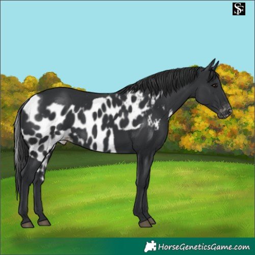 Horse Color:Platinum Black Skewed Appaloosa
