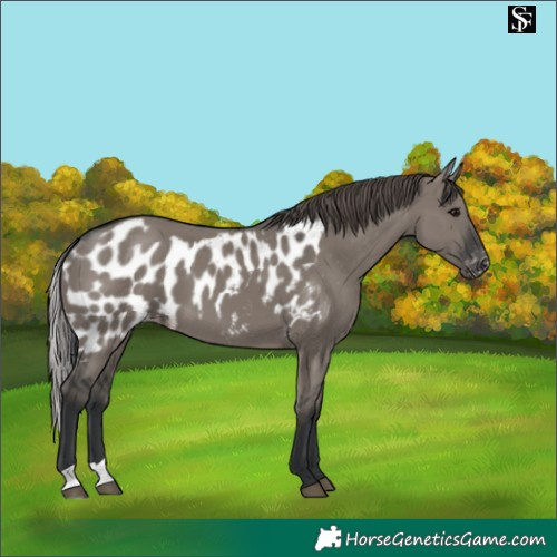 Horse Color:Grullo Skewed Appaloosa 