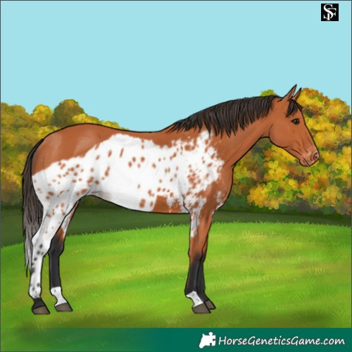 Horse Color:Bay Skewed Appaloosa 