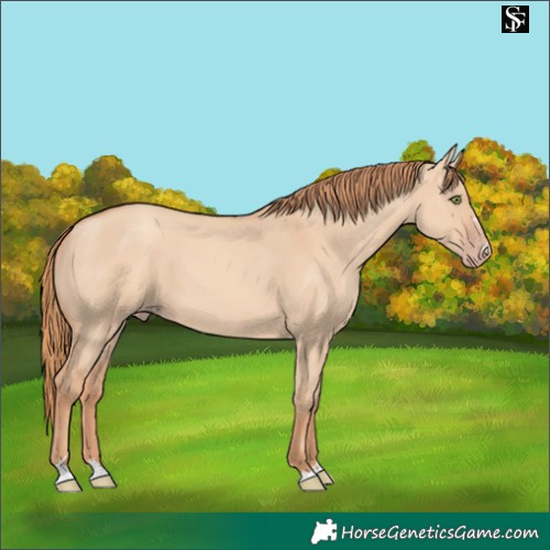 Horse Color:Gold Champagne Dun