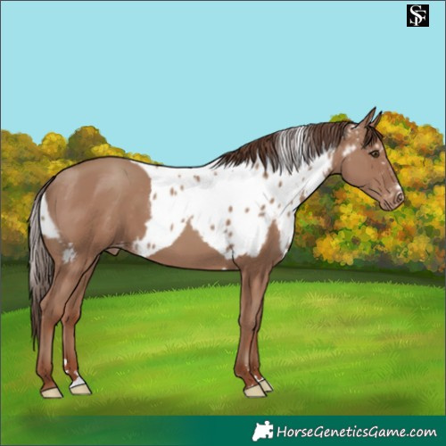 Horse Color:Classic Champagne Skewed Appaloosa 
