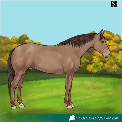 Horse Color:Classic Champagne 