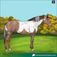Horse Color:Classic Champagne Skewed Appaloosa