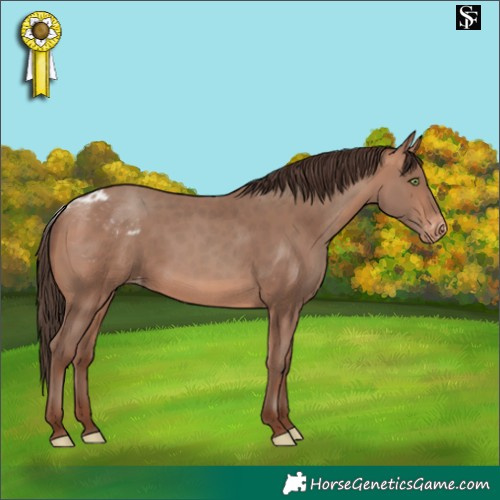 Horse Color:Sable Champagne Skewed Appaloosa 