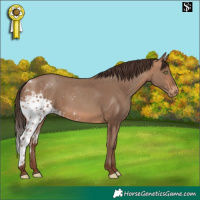 Horse Color:Sable Champagne Skewed LP Spotted