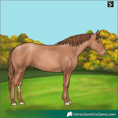 Horse Color:Gold Champagne Skewed LP Spotted 