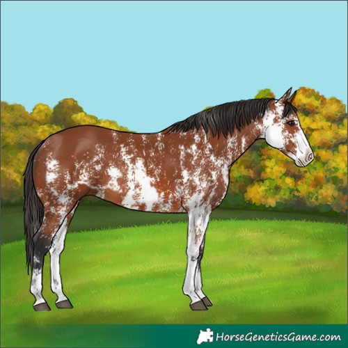Horse Color:Bay Sabino Rabicano  and Bay Sabino Splash Rabicano 