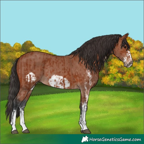 Horse Color:Bay Sabino Rabicano  and Bay Sabino Frame Rabicano 