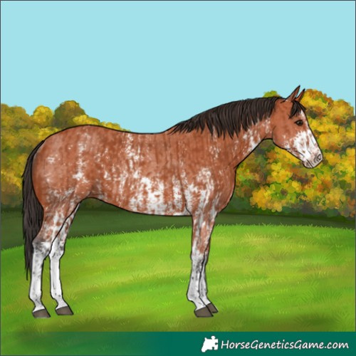 Horse Color:Bay Sabino Rabicano  and Bay Sabino Rabicano 