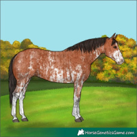 Horse Color:Bay Sabino Rabicano and Bay Sabino Rabicano