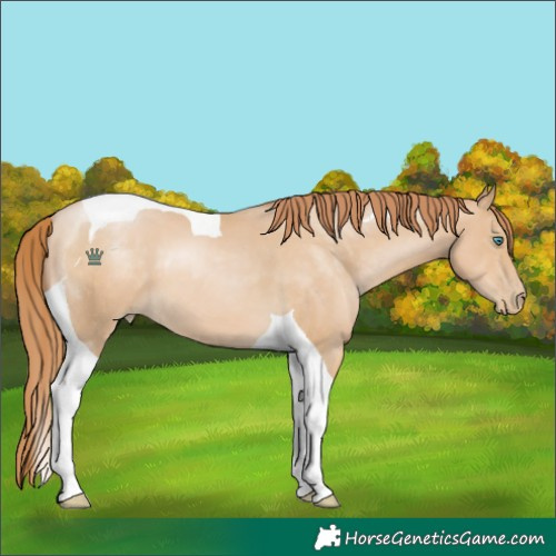 Horse Color:Smoky Black Pearl Tobiano 
