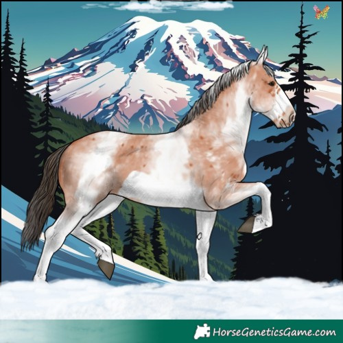 Horse Color:White Spotted Bay Sabino Frame 