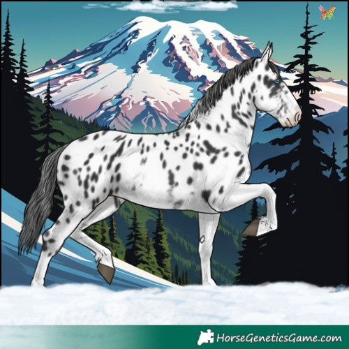 Horse Color:White Spotted Black Splash Tobiano Frame Appaloosa